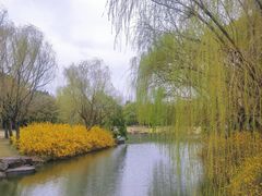 -上海滨江森林公园