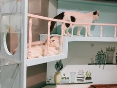 -猫小院猫主题餐厅(三里屯店)