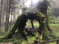 -阿里山神木遗迹