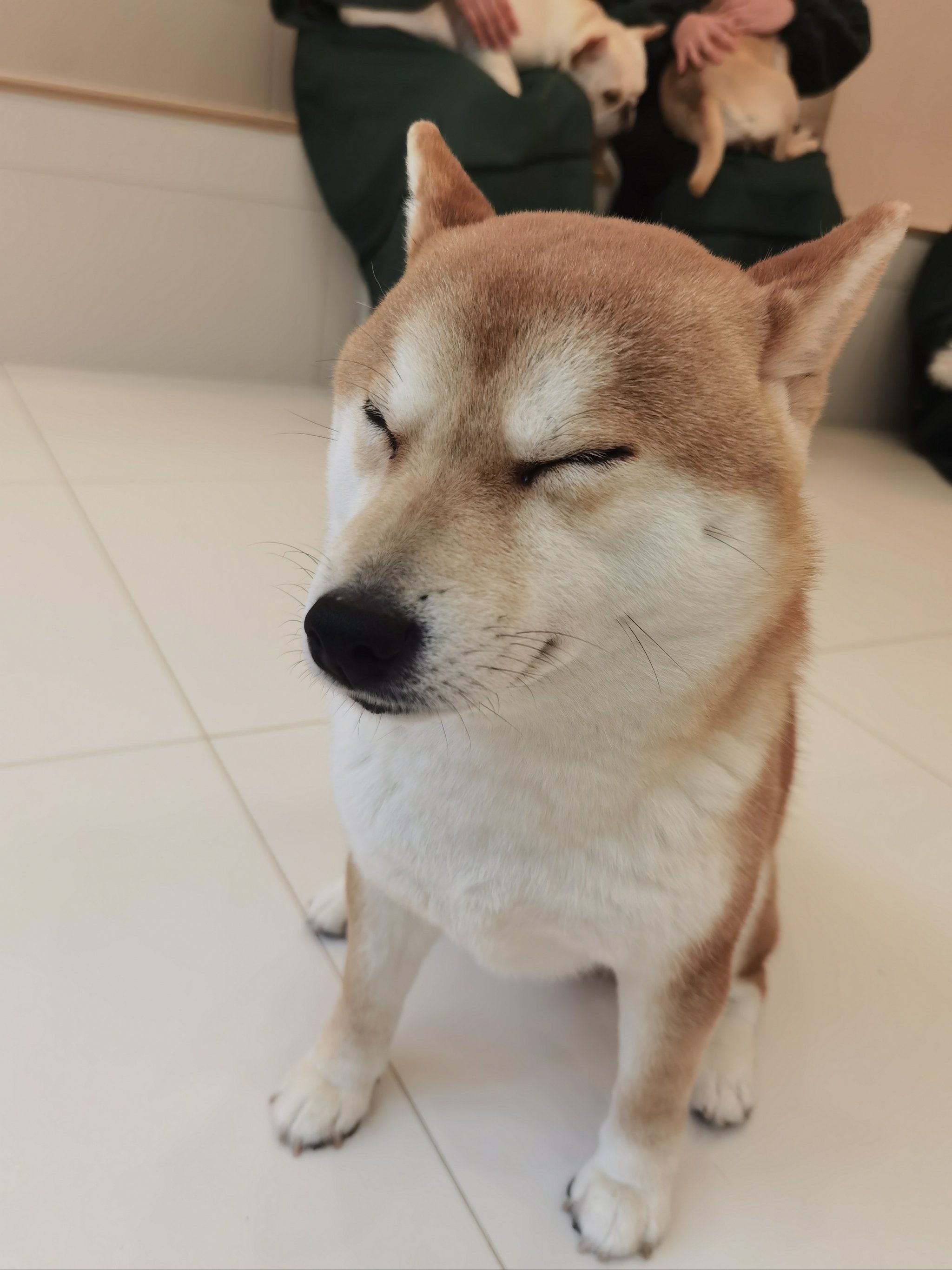 狗狗很可爱很亲人,环境干净卫生没有异味