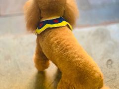 -半坡九号老挝冰咖啡