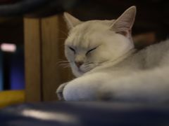 -猫小院猫主题咖啡厅(北锣店)