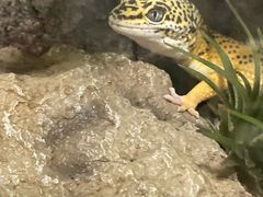 -酷以爬仙阁实体爬宠店·守宫·蜥蜴·专业繁育