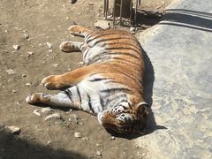 -栾川竹海野生动物园