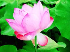 -陈家山荷花公园