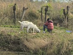 -同銮特种养殖场·龙虾垂钓