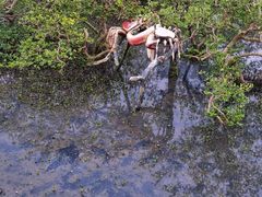 -北海金海湾红树林生态旅游区