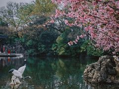 -莫愁湖公园