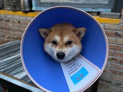 -新疆狼爷烤肉(宋庄店)