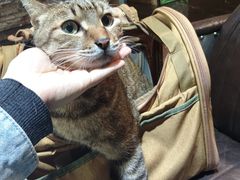 -宠颐生斯嘉宠物医院·急重症·心内科(谷阳北路分院)