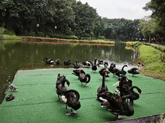-广州长隆飞鸟乐园