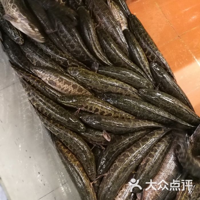 7號院街火山黑魚