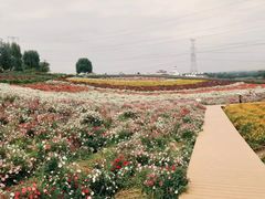 -紫颐香薰山谷景区