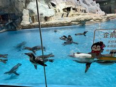 -帝企鹅自助餐厅•儿童岛•真企鹅(长隆企鹅酒店)