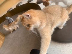 -飞行喵MR PILOT|猫舍·猫咖(静安大融城店)