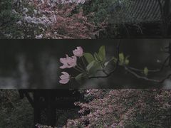-棠湖公园