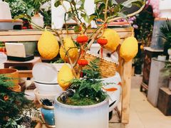 -双季花艺园艺市场(浦东店)