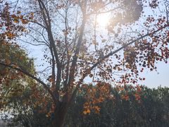 -虎丘湿地公园