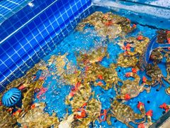 螃蟹（飞蟹）-乔哥铭洋海鲜自助(皇城恒隆广场店)