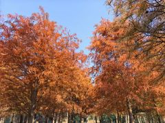 -上海海湾国家森林公园