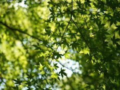 -上海共青森林公园