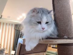 -MOYOYO猫咪咖啡店