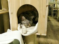 -小时光咖啡馆(开森度假森林店)