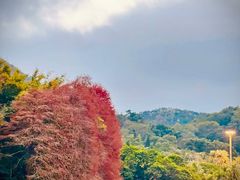 -深圳仙湖植物园