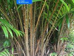 -西双版纳原始森林公园