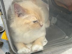-伟伟宠物医院·CT影像中心·瑞派犬猫综合性门诊(汉口总院)