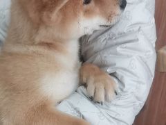 -宠福鑫动物医院(望京分院)