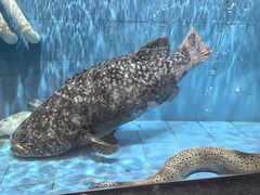 -四海之家(蛇口店)