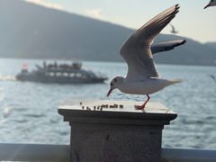 -海埂大坝