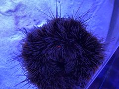 -波塞冬旅游度假区