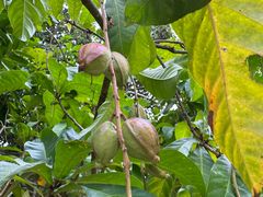 -东寨港红树林旅游区