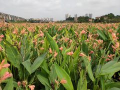 景点-那考河湿地公园