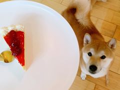 -喜柴咖啡·柴犬狗咖