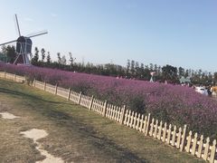 -荷兰花海