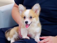 -翊宠yipet猫狗购宠庄园犬舍•猫舍