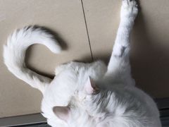 -纳吉亚猫专科动物医院·北北分院