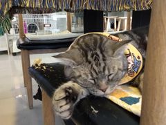 -平行世界·猫咖(首经贸店)