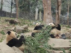 -都江堰中华大熊猫苑