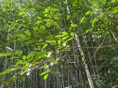 -上海佘山国家森林公园天马山园