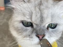 -猫力发电所·宠物专门店