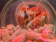 -上海大自然野生昆虫馆(东方明珠·爬宠昆虫探索中心)