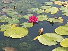 -莲花池公园