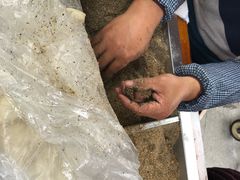 -叶氏麻糍(鼓浪屿店)
