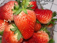 -胜丰草莓采摘园