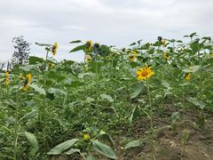 -洪湖家庭农场·团建·露营·会议