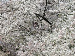 -武汉大学-樱园